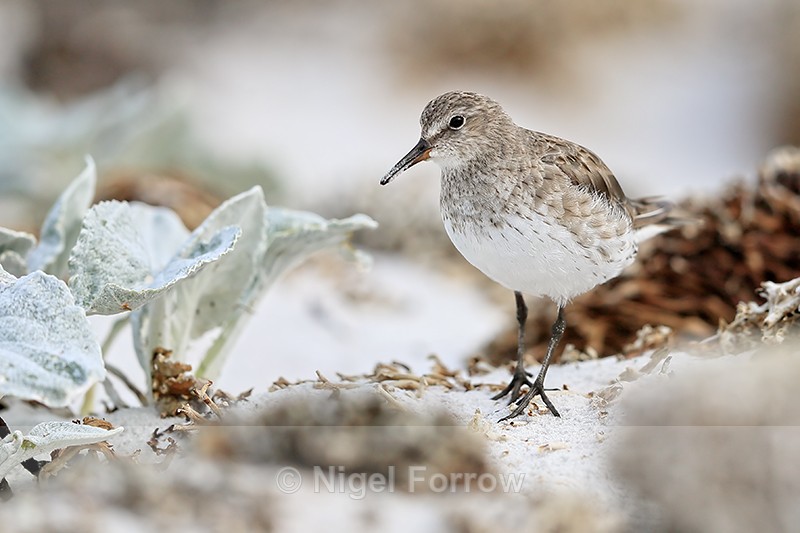 White-rumped Sandpiper, Volunteer Point, Falklands - White-rumped Sandpiper