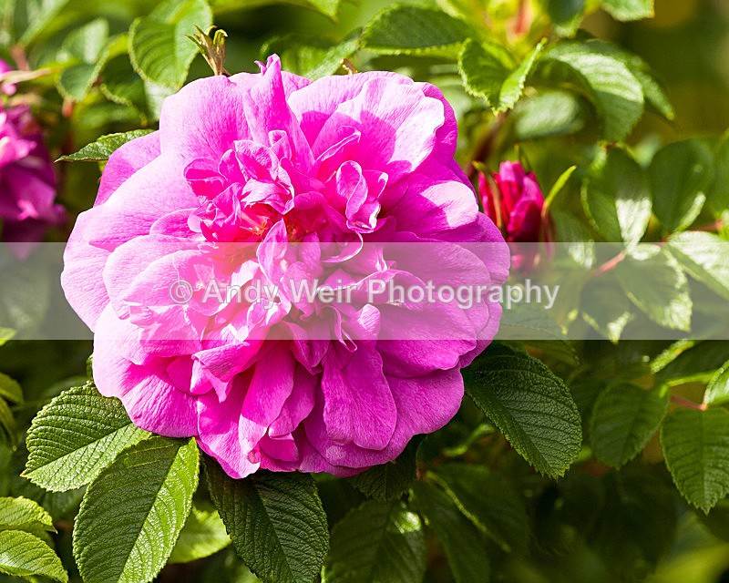 20130621-_MG_4336-2013 - Plants & Flowers