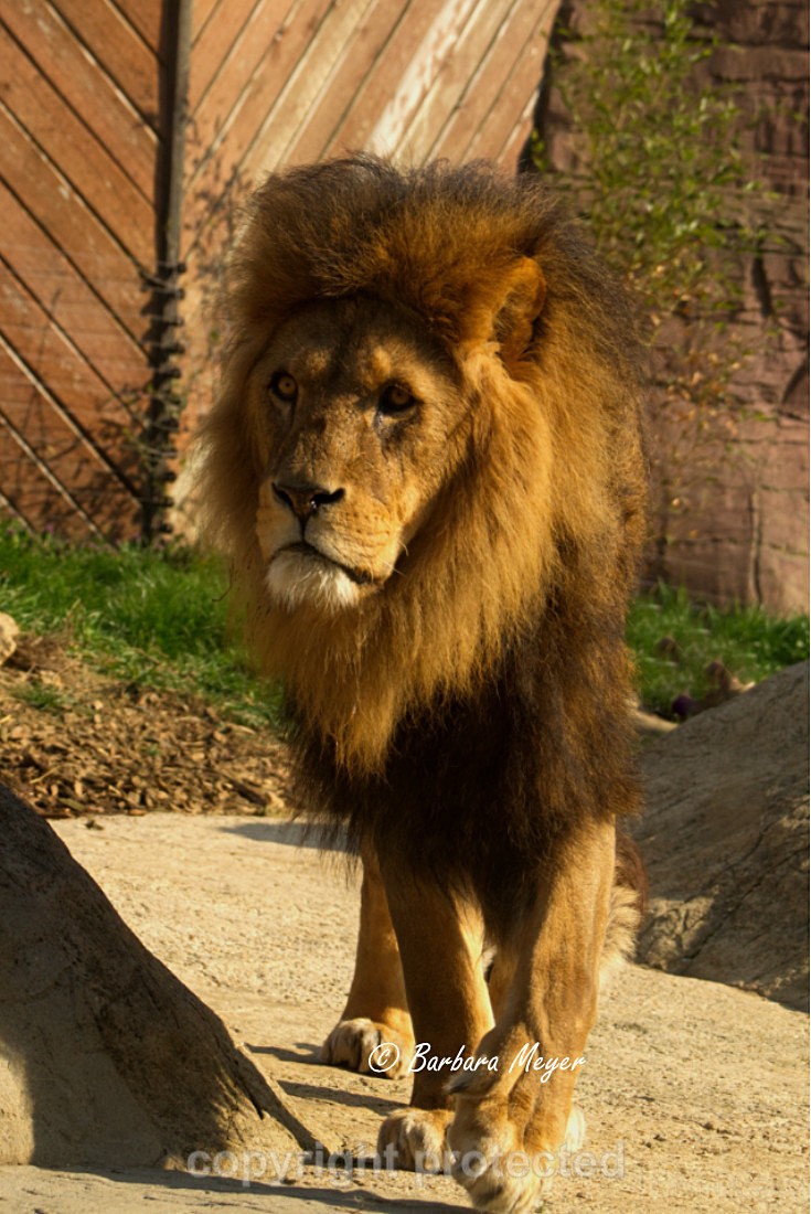 African Lion - Bailey - Big Cats