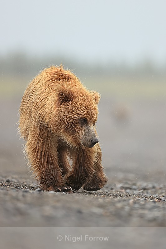 Brown Bear walking along shore, Silver Salmon Creek, Alaska - Brown Bear