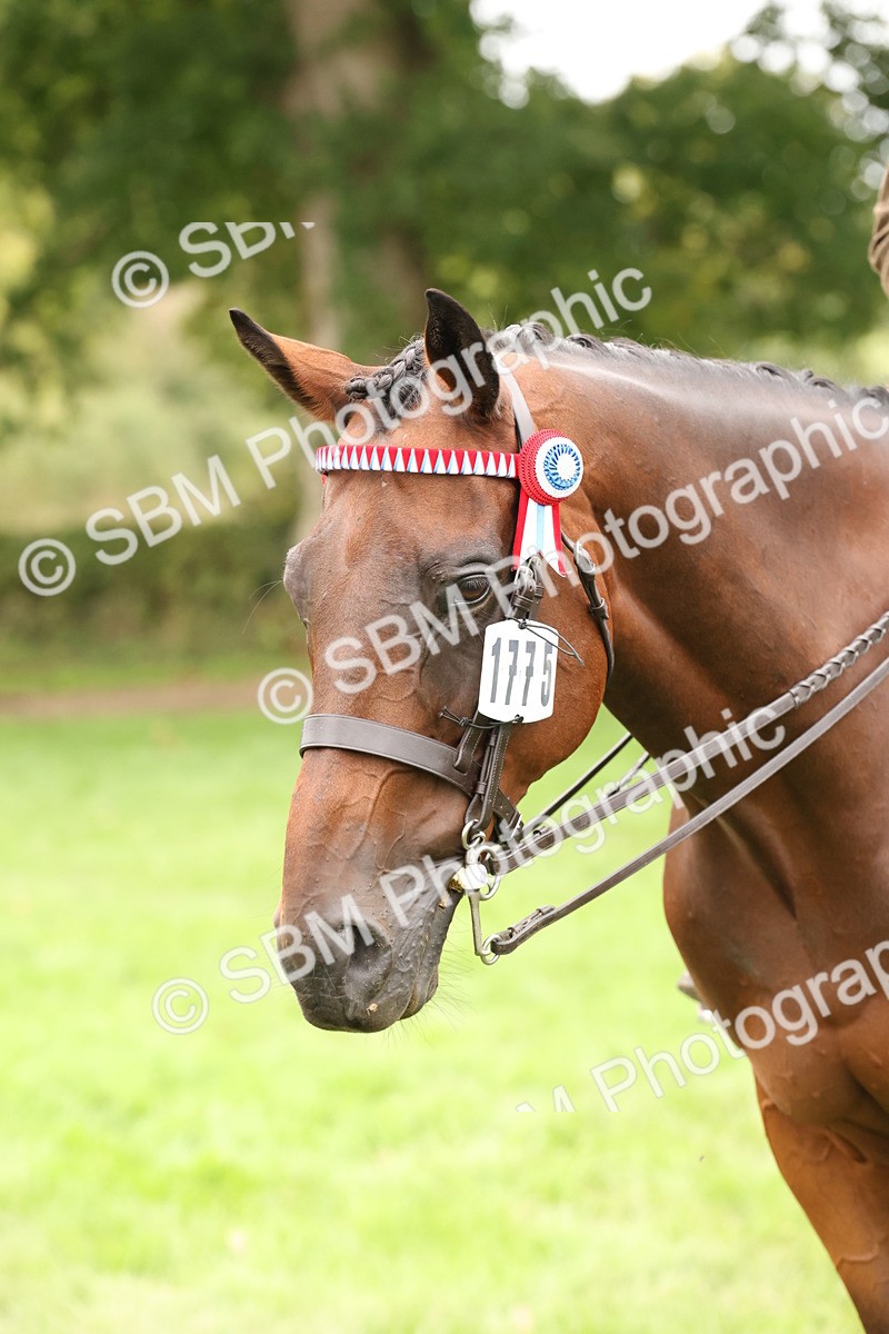 SBM_64323 - S65 - Riding Horse & Hack & Thoroughbred Ridden