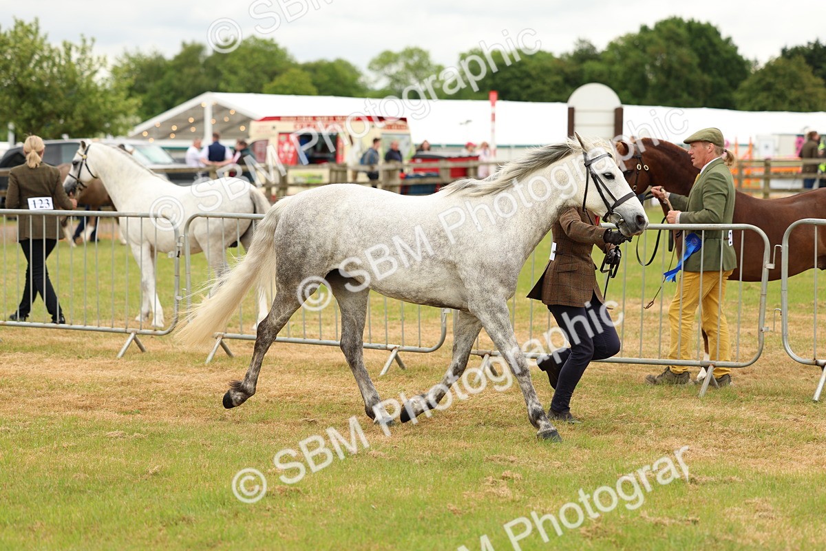 SBM_04180 - Class 64-67 - Shetland Pony In Hand