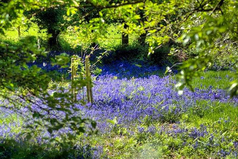 Bluebells in woods near the Golf Course