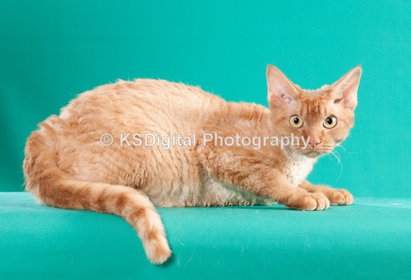 Southern Monika (33a) - Villamagic Devon Rexs