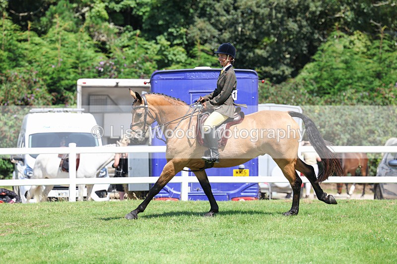 3E7A8974 - Class 6: Open Working Horse