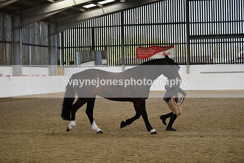 WJ5_5666 - Morning in hand Championship