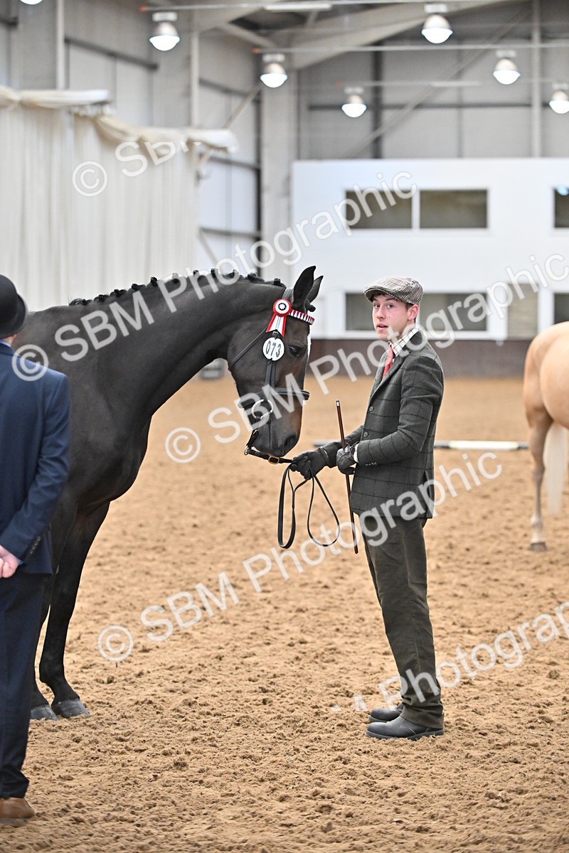 EB7_8426 - Class 3 - In Hand Foreign Breeds & Warmbloods