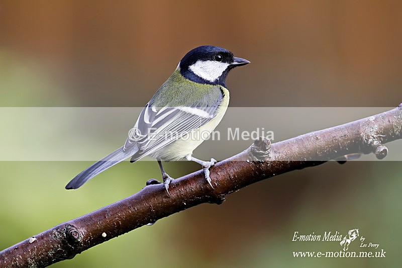 Great Tit 081209 1 - Nature