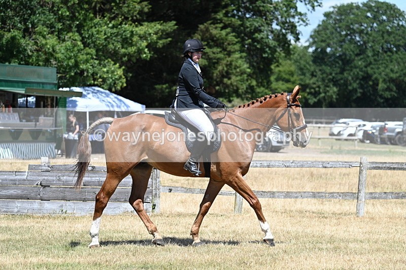 WJ7_2859 - Class 7 Riding Club Show Horse