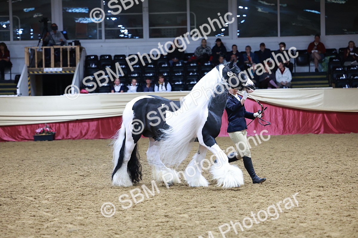 SBM_20489 - Class G - IH Large (over 148cm)Champ