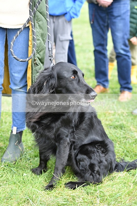 WJ5_9272 - Class 1 Best Cross Breed / Heniz 57