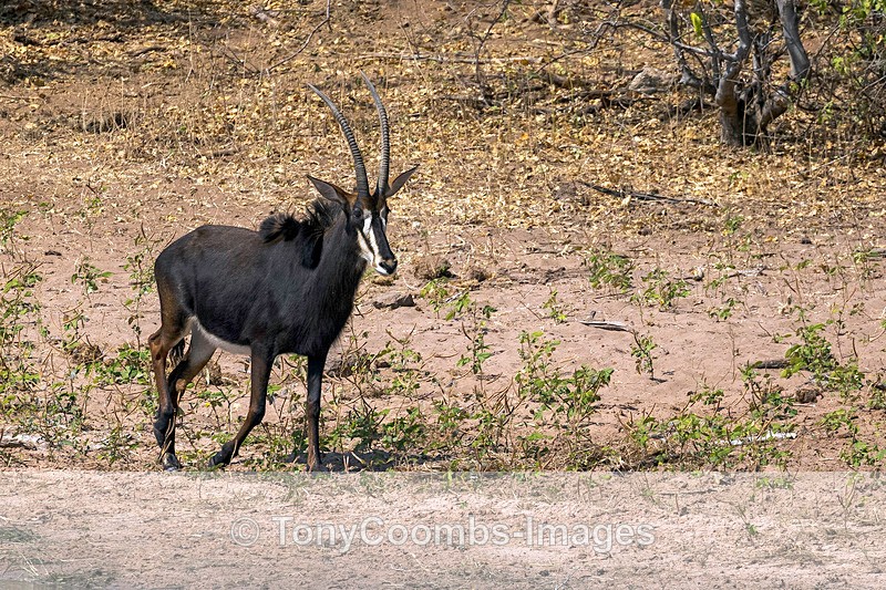 Sable Antelope - Botswana ~ The Mammals