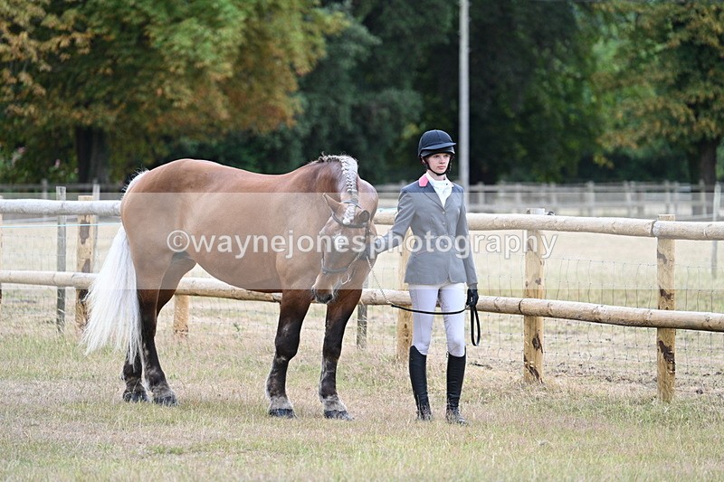 WJ7_8895 - Class 4a Prettiest Mare 14.2hh and over