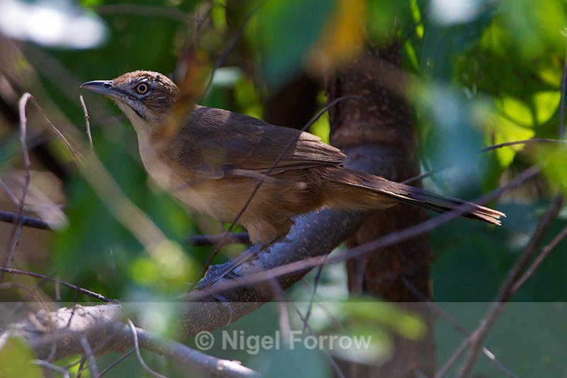 African Moustached Warbler - African Moustached Warbler