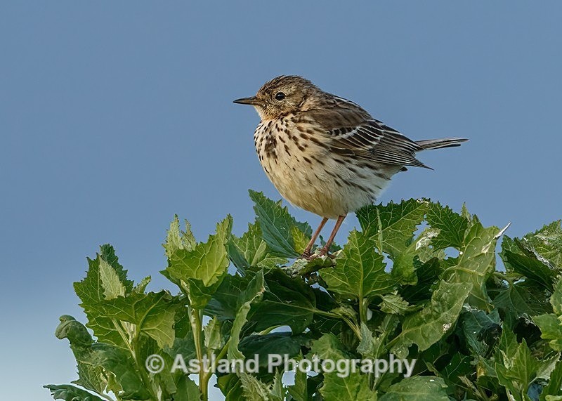 Astland Photography, Bird and Wildlife Images, Susan and Peter Wilson, U.K.