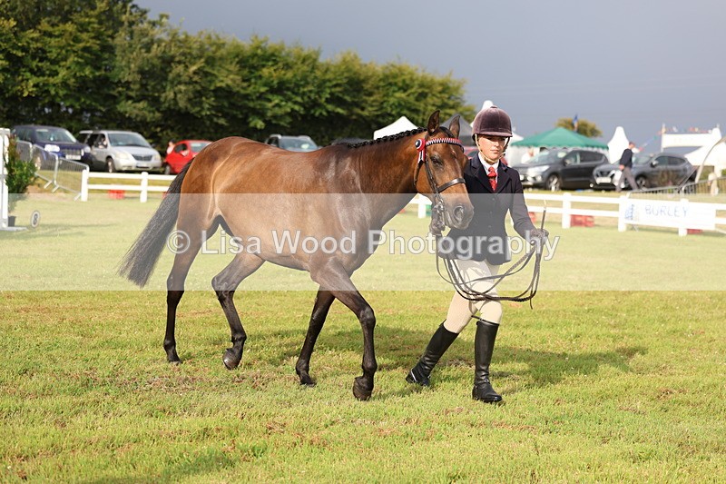 3E7A7884 - Class 1: Rising Star Small Hack/Riding Horses