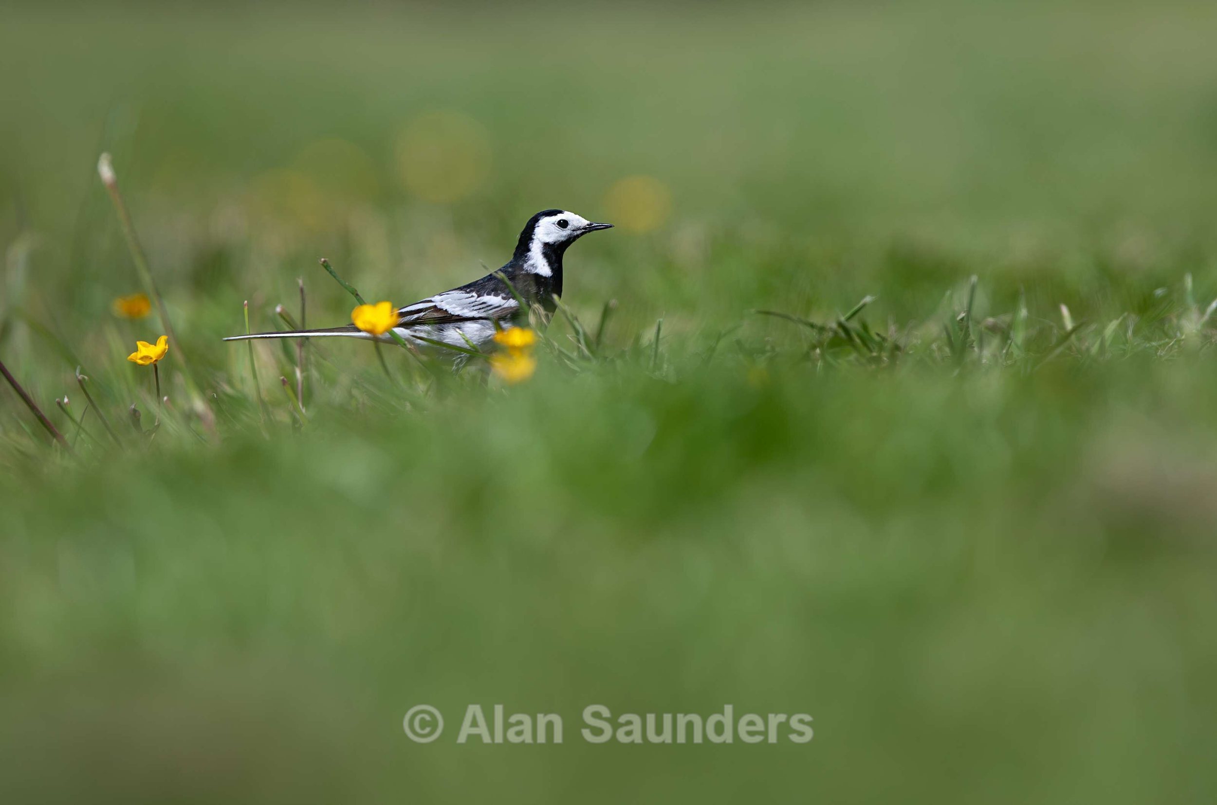 Pied Wagtail 1