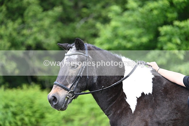 WJ7_1640 - Class 11 Condition & Turnout
