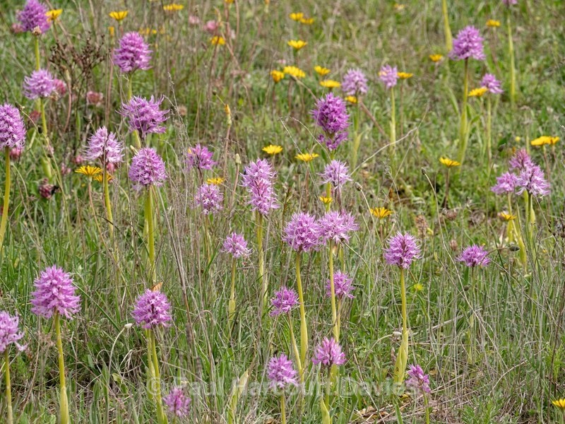 Wavy-leaved monkey orchid (Orchis italica), Also Naked Man orchid: - Gargano - Wild Orchids