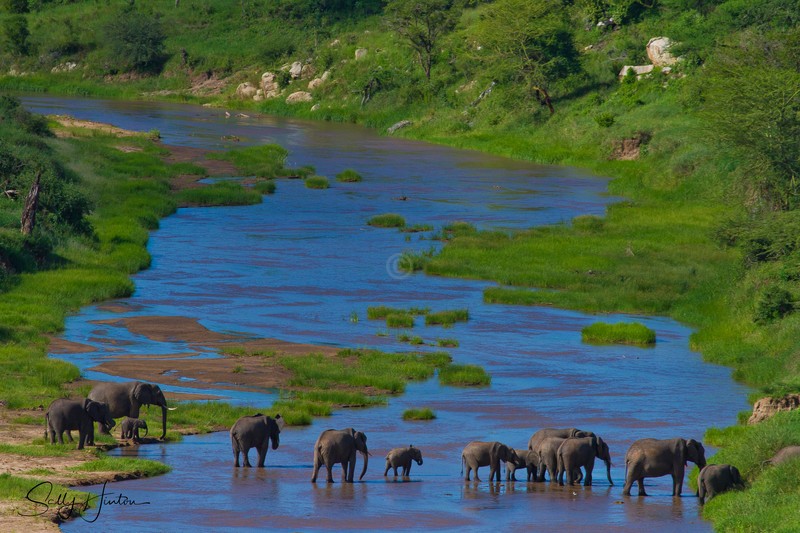 Elephant Crossing - Landscapes