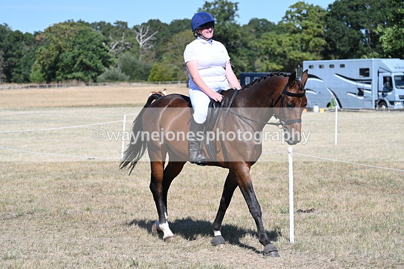 WJ7_1461 - Class 42 Most Handsome Gelding