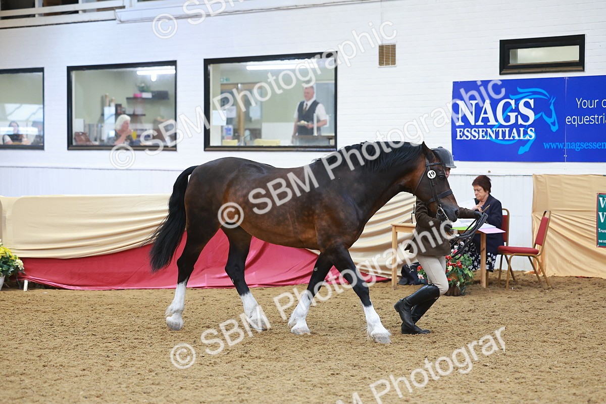 SBM_12618 - Class 103 - HOYS Veteran Qualifier - Ridden Pre Vet