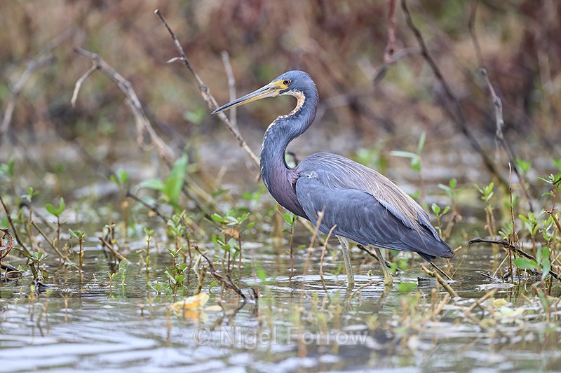 Tricolored Heron waiting, Harns Marsh, Florida - Tricolored Heron