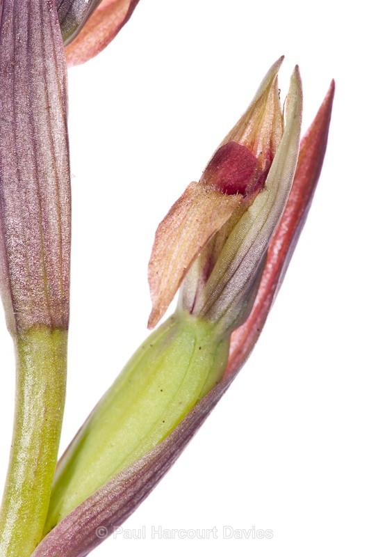  - WB: Orchids - Various