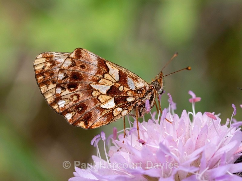 Shepherd's fritillary (Boloria pales) The Apennine form - Insects, Spiders and other Animals