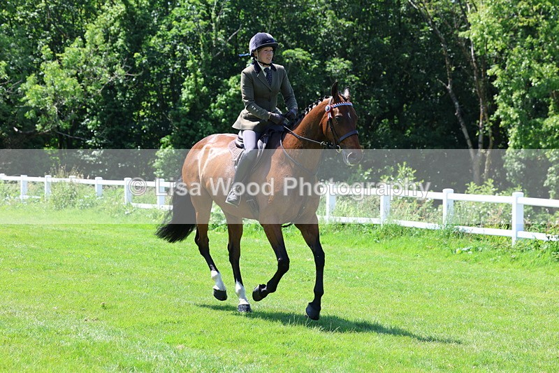 3E7A7510 - Class 31: Working Hunter Cob/Riding Horse