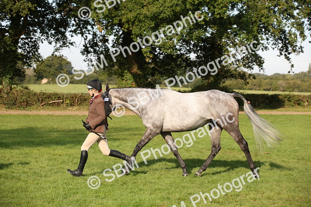 SBM_59363 - S52 - Other Coloured Horse In Hand