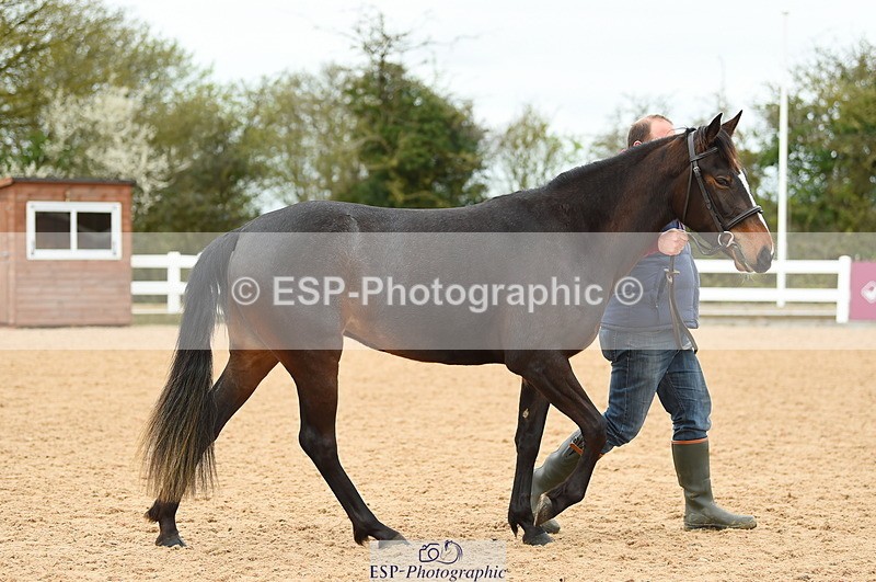 230416A-140142-04723 - Cls 46+43 In Hand Warmbloods and Foreign