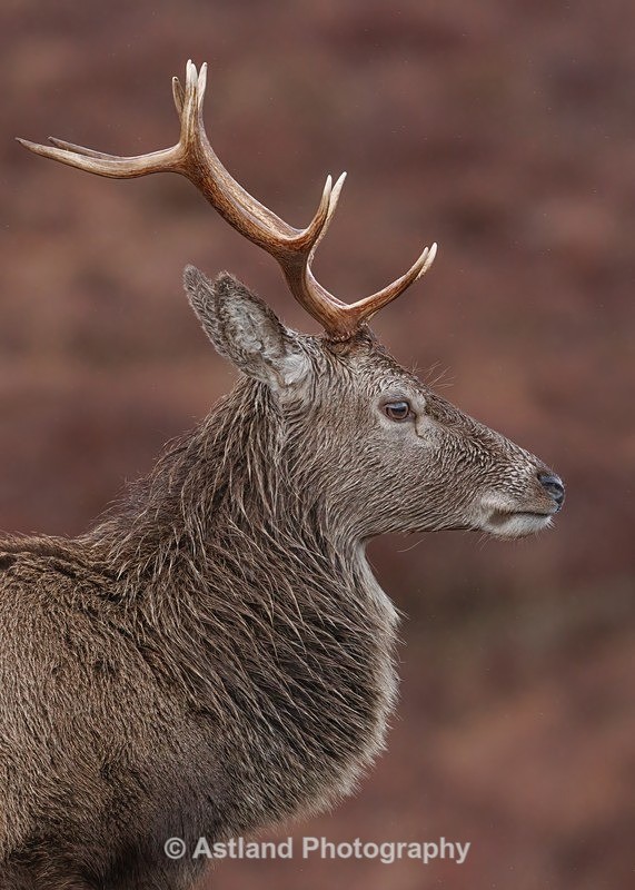 Red Deer - Latest Images