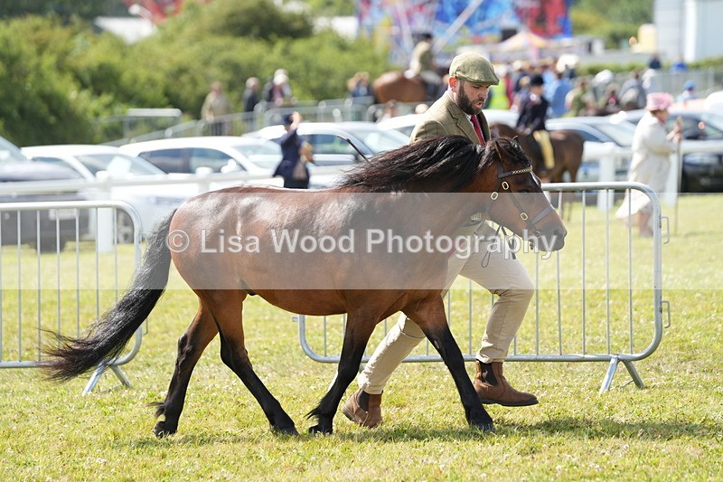DSC05499 - Class 50: NPS M&M 4 years and over Small Breeds