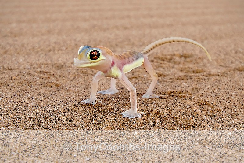 Palmato Gecko - The Namib Desert