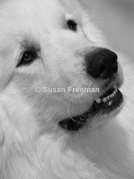 Pyrenean Mountain Dog - Animals