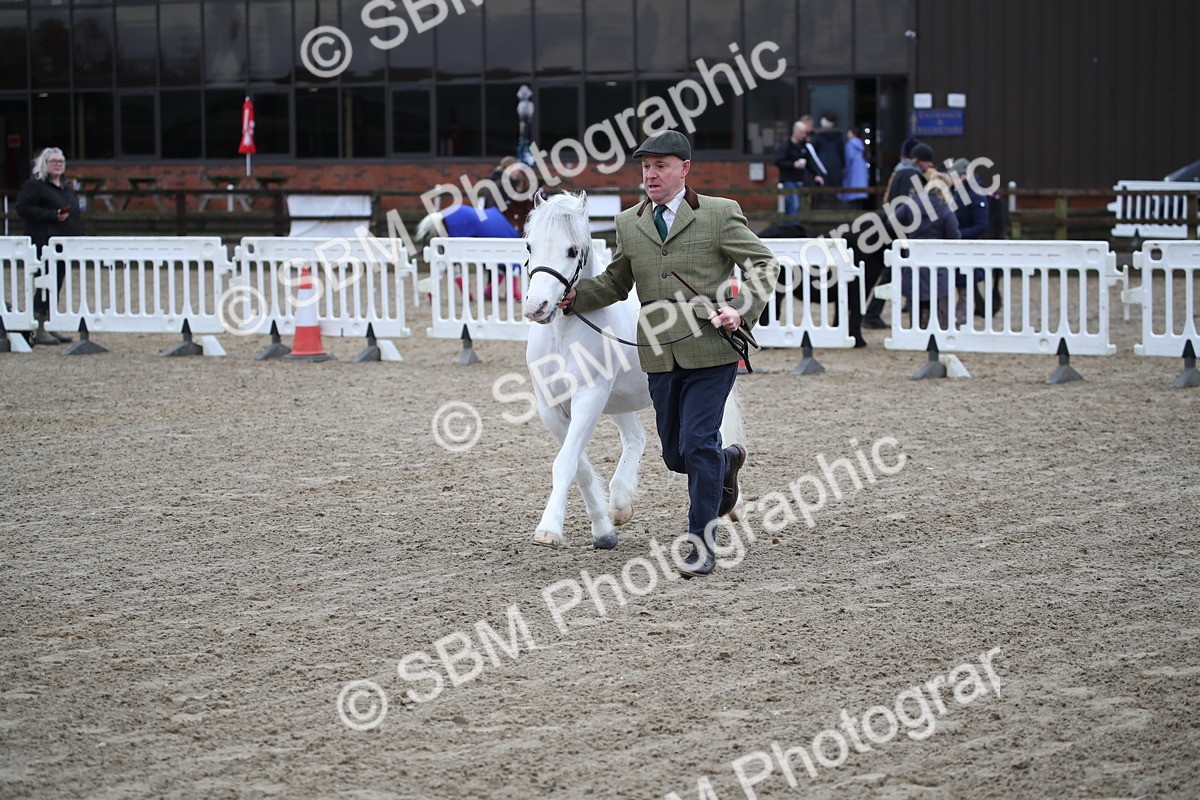 SBM_003936 - Class 1-4 - Young Stock classes Inc. In Hand Championship