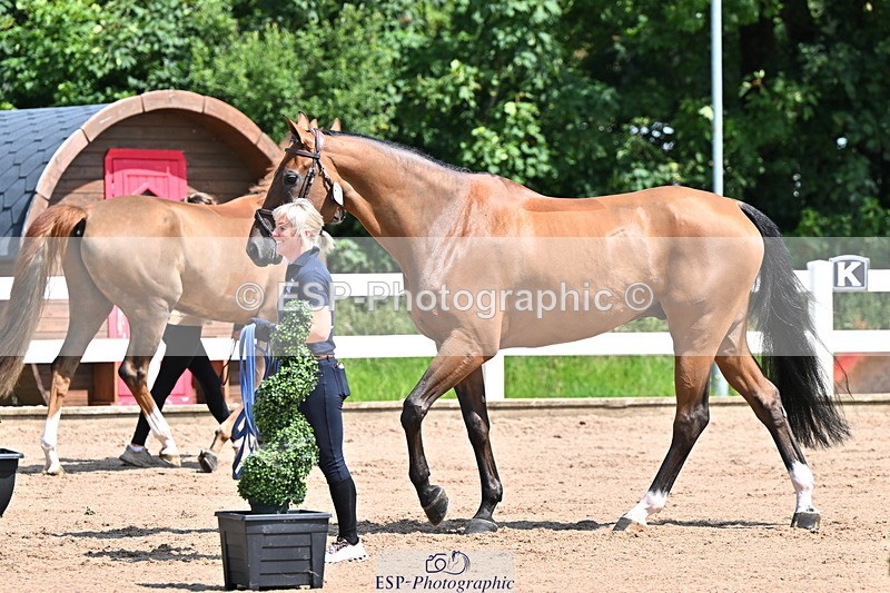 240718A-105240-00995 - Trot Up 11am to 12pm
