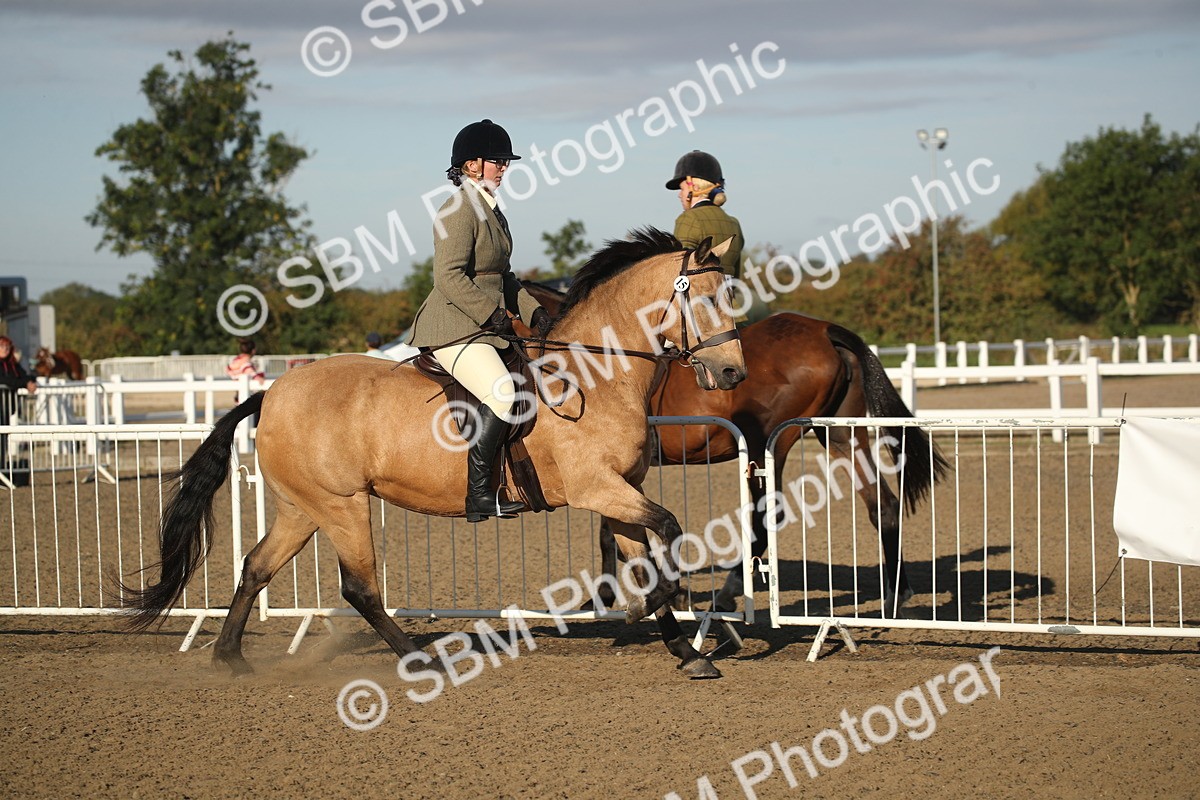 SBM_11513 - Class 502 - Riding Club Horse