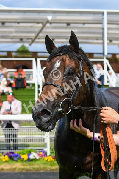 270523-Race 6-Quantum Impact-0934 - Race 6 4.25pm Royal Yorkshire Regiment Handicap