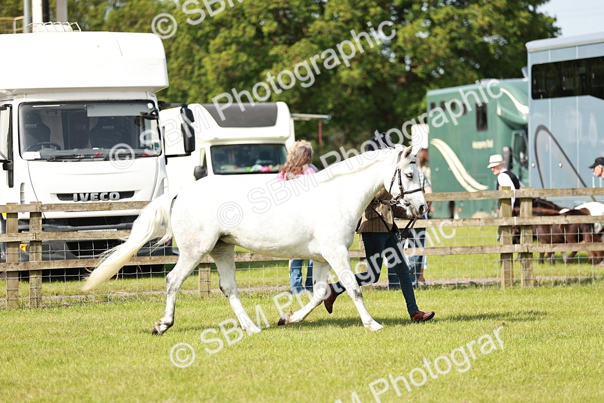 SBM_01627 - Class 14-23 - Mountain & Moorland In Hand Non Welsh