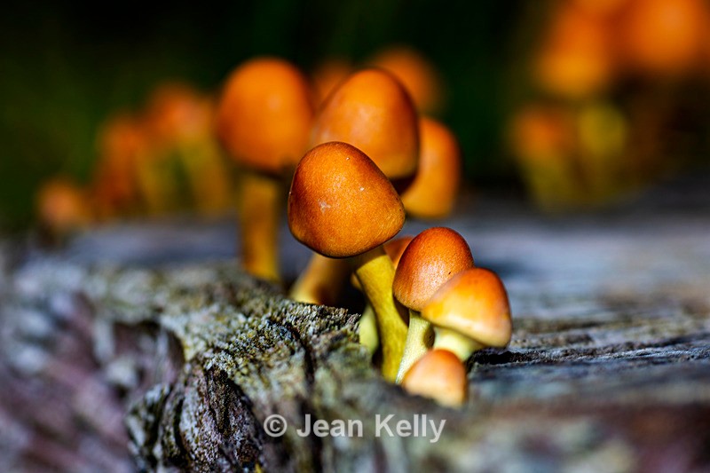 Sulphur Tuft Fungi - DSC_1843 - Fungi