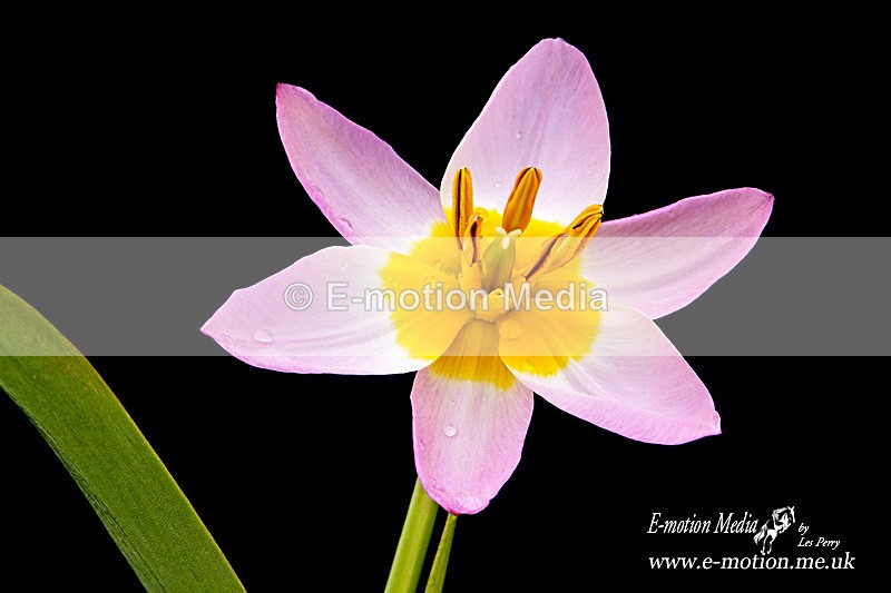 070420 -0279a - Nature