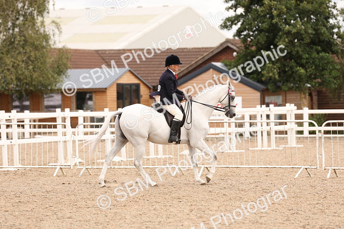 SBM_17326 - Class 214 - Ridden Hack Riding Horse