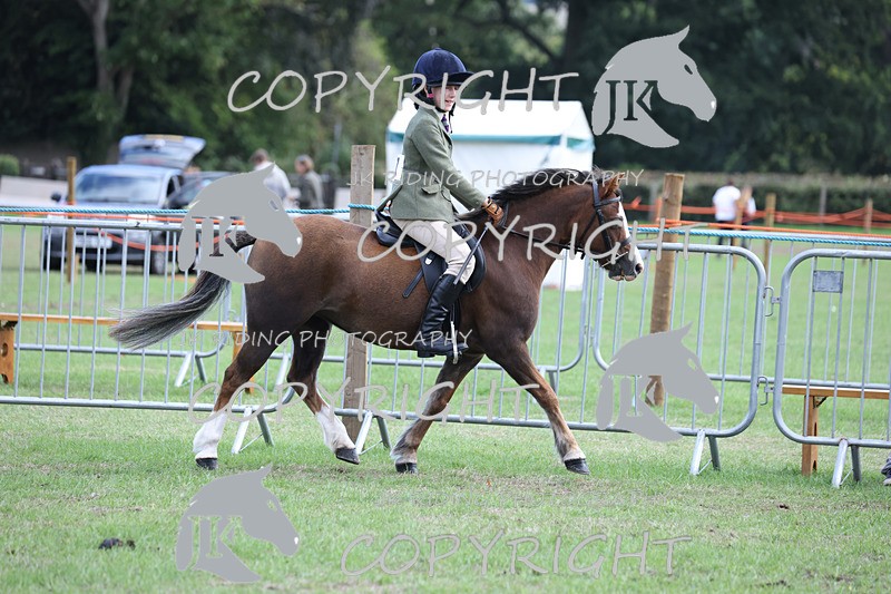 APP_4127 - Class 15a/b Pony club pony/Riding club horse