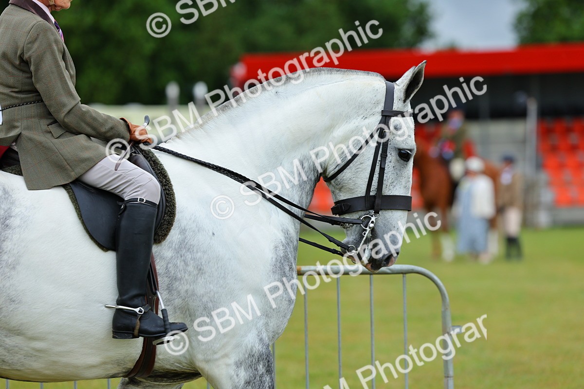 SBM_02472 - Class 9-11 Side Saddle including LIHS Rising Star Ladies Show Horse