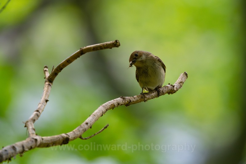 Female Pied Flycatcher - macro and nature.