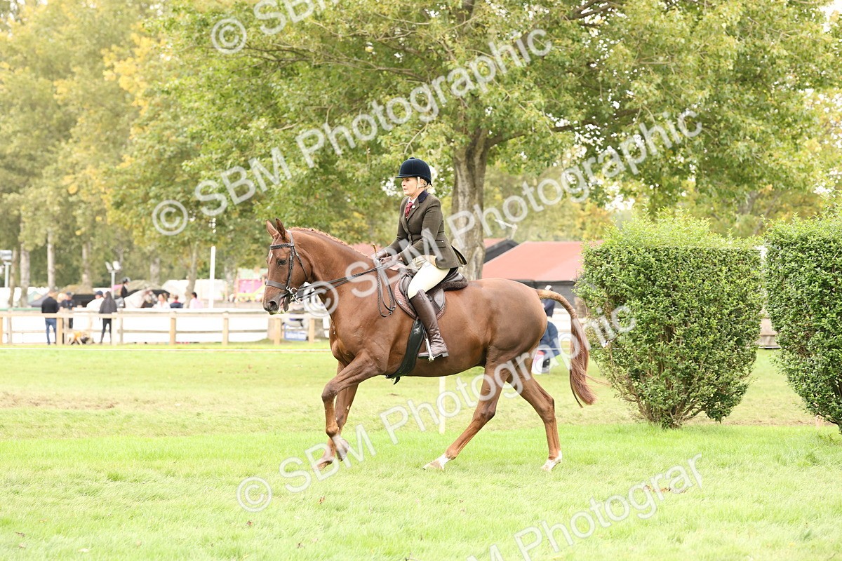 SBM_64254 - S65 - Riding Horse & Hack & Thoroughbred Ridden