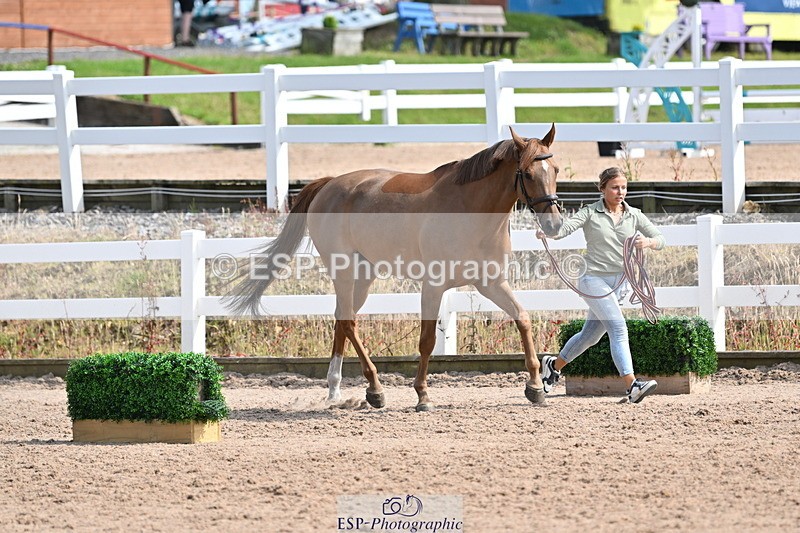 240717A-160644-03310 - Trot Up 4pm to 5pm