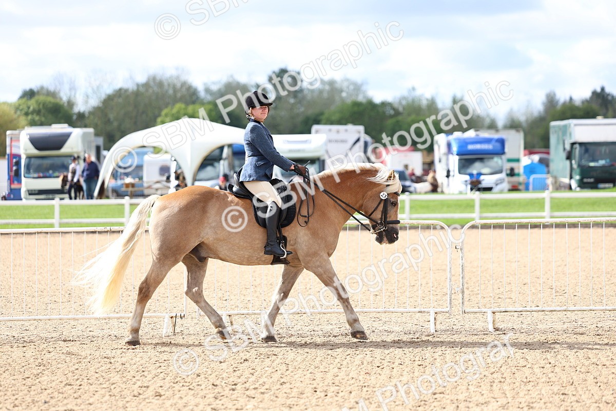SBM_10759 - Class 305 - Ridden Foreign Breeds - Pure Bred